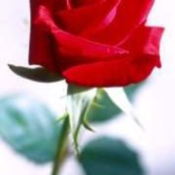 Meet your Posher, Roxy - Picture 1 of 1